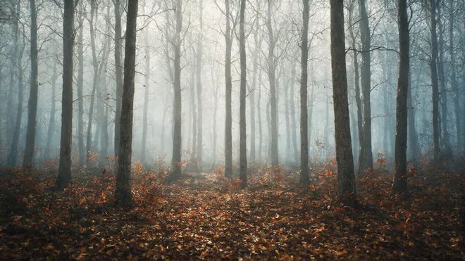 Halloween Bild im Querformat: nebliger Herbstwald im Morgengrauen mit dickem Laubteppich